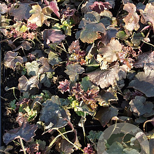Heuchera m. 'Palace Purple' GM P9