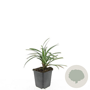 Liriope muscari 'Ingwersen' GM P9