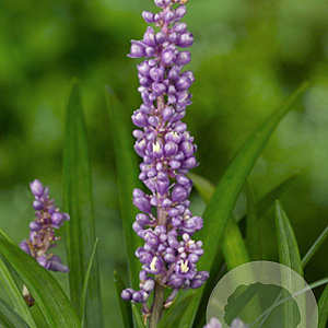 Liriope muscari 'Ingwersen' GM P9