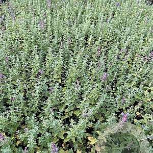 Nepeta faassenii 'Six Hills Giant' GM P9