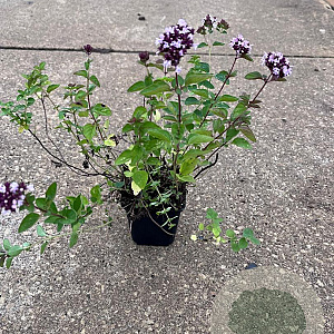Origanum vulgare GM P9