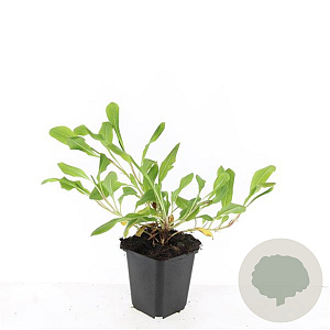 Persicaria aff. 'Darjeeling Red' GM P9