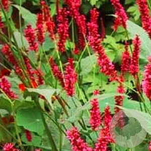 Persicaria amplexicaulis GM P9