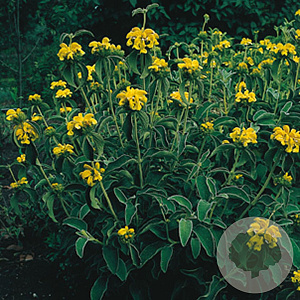 Phlomis russeliana GM P9