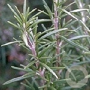 Rosmarinus officinalis GM P9