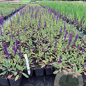 Salvia nem. 'Caradonna' GM P9