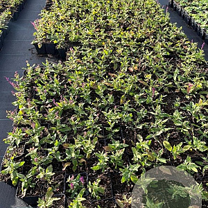 Salvia nem. 'Ostfriesland' GM P9