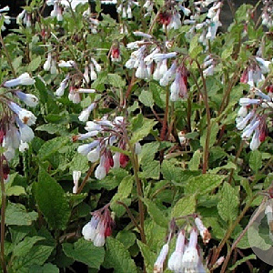 Symphytum grand. 'Wisley Blue' GM P9