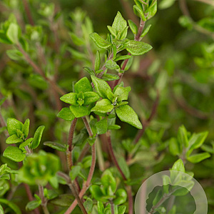 Thymus vulgaris GM P9