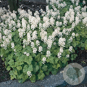 Tiarella cordifolia GM P9