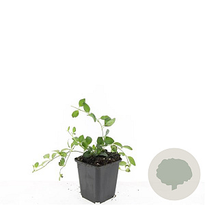 Vinca minor 'Atropurpurea' GM P9