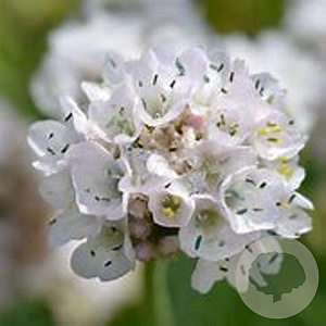 Armeria mar. 'Alba' GM P9 BIO