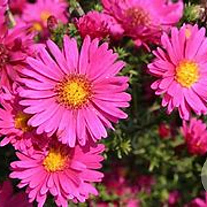 Aster n.-b. 'Royal Ruby' GM P9 BIO
