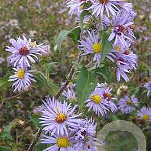 Aster puniceus GM P9 BIO