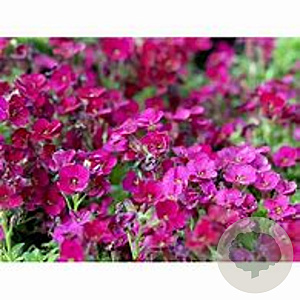 Aubrieta 'Red Carpet' GM P9 BIO