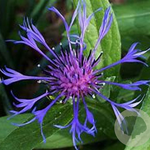Centaurea montana GM P9 BIO