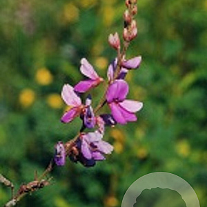Desmodium canadense GM P9 BIO