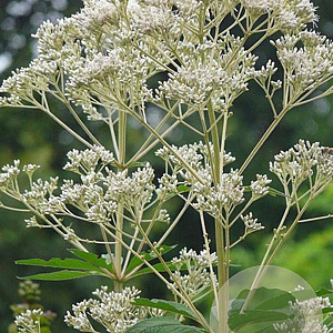 Eupatorium mac. 'Album' GM P9 BIO