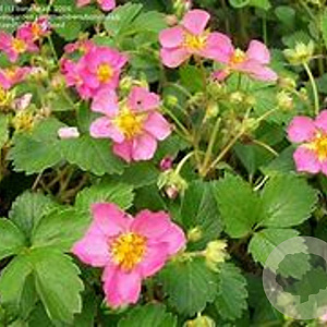 Fragaria 'Frel' GM P9 BIO