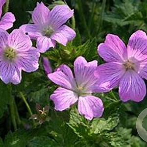Geranium ox. 'Claridge Druce' GM P9 BIO