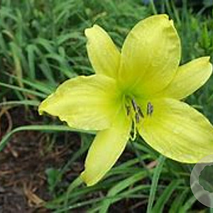 Hemerocallis 'Hyperion' GM P9 BIO