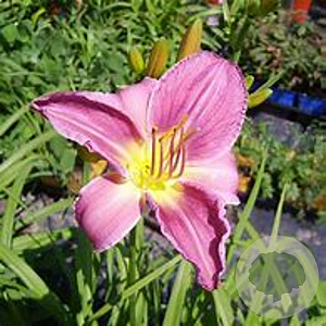 Hemerocallis 'Prairie Bells' GM P9 BIO