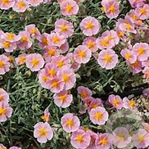 Helianthemum 'Rhodanthe Carneum' GM P9 BIO
