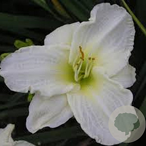 Hemerocallis 'White Temptation' GM P9 BIO