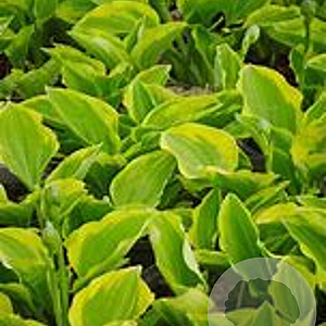 Hosta 'Golden Tiara' GM P9 BIO