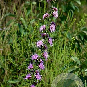 Liatris aspera GM P9 BIO