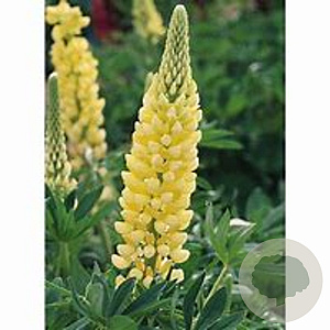 Lupinus 'Chandelier' GM P9 BIO