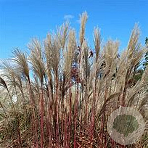 Miscanthus sin. 'Silberfeder' GM P9 BIO