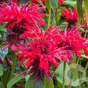 Monarda 'Cambridge Scarlet' GM P9 BIO