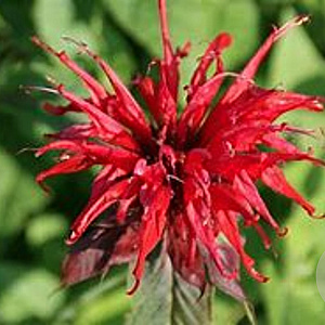 Monarda 'Gardenview Scarlet' GM P9 BIO