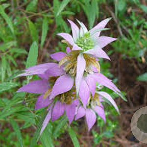Monarda punctata GM P9 BIO
