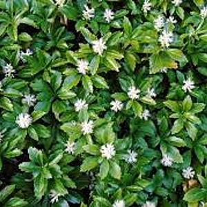 Pachysandra terminalis GM P9 BIO