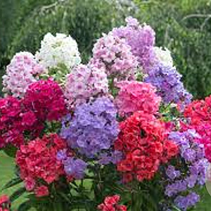 Phlox paniculata GM P9 BIO