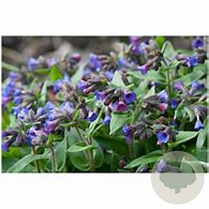 Pulmonaria angustifolia GM P9 BIO