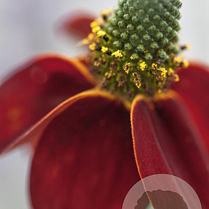 Ratibida columnifera pulcherrima GM P9 BIO