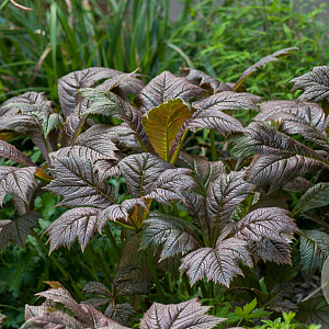 Rodgersia podophylla 'Rotlaub' GM P9 BIO