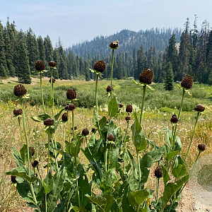 Rudbeckia occidentalis GM P9 BIO
