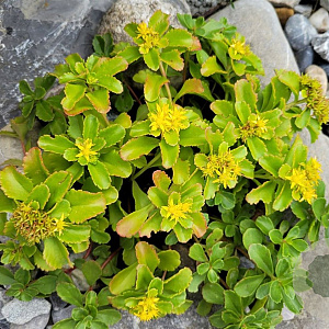 Sedum kamtsch. 'Variegatum' GM P9 BIO