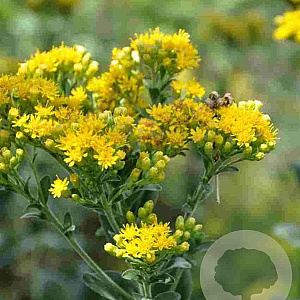 Solidago rigida GM P9 BIO