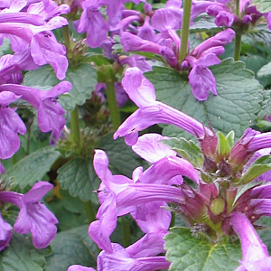 Stachys macrantha GM P9 BIO