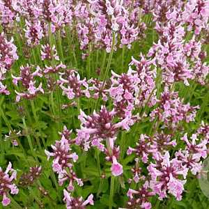Stachys off. 'Pinky' GM P9 BIO