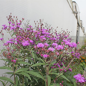 Vernonia crinita 'Mammuth' GM P9 BIO