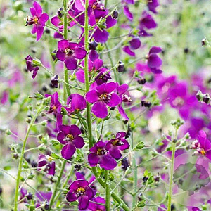 Verbascum phoenic. 'Violetta' GM P9 BIO