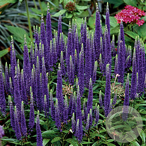 Veronica 'Sunny Border Blue' GM P9 BIO