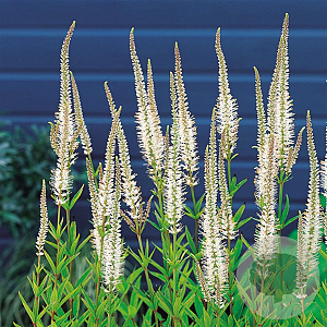 Veronicastrum virg. 'Album' GM P9 BIO
