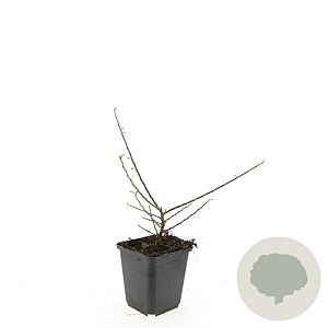 Cotoneaster horizontalis GM P9